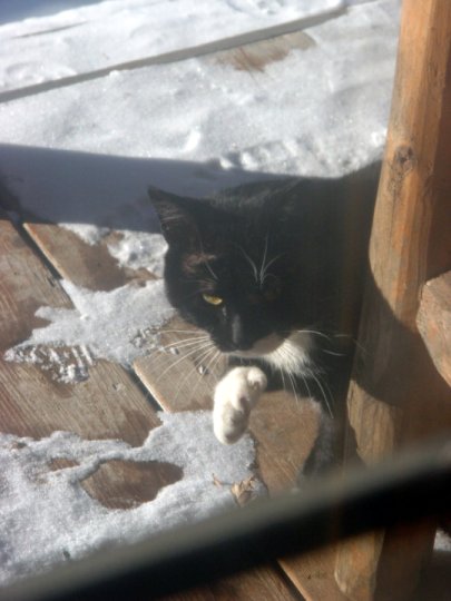 Missing Cat Bemidji
          Mn Help find him