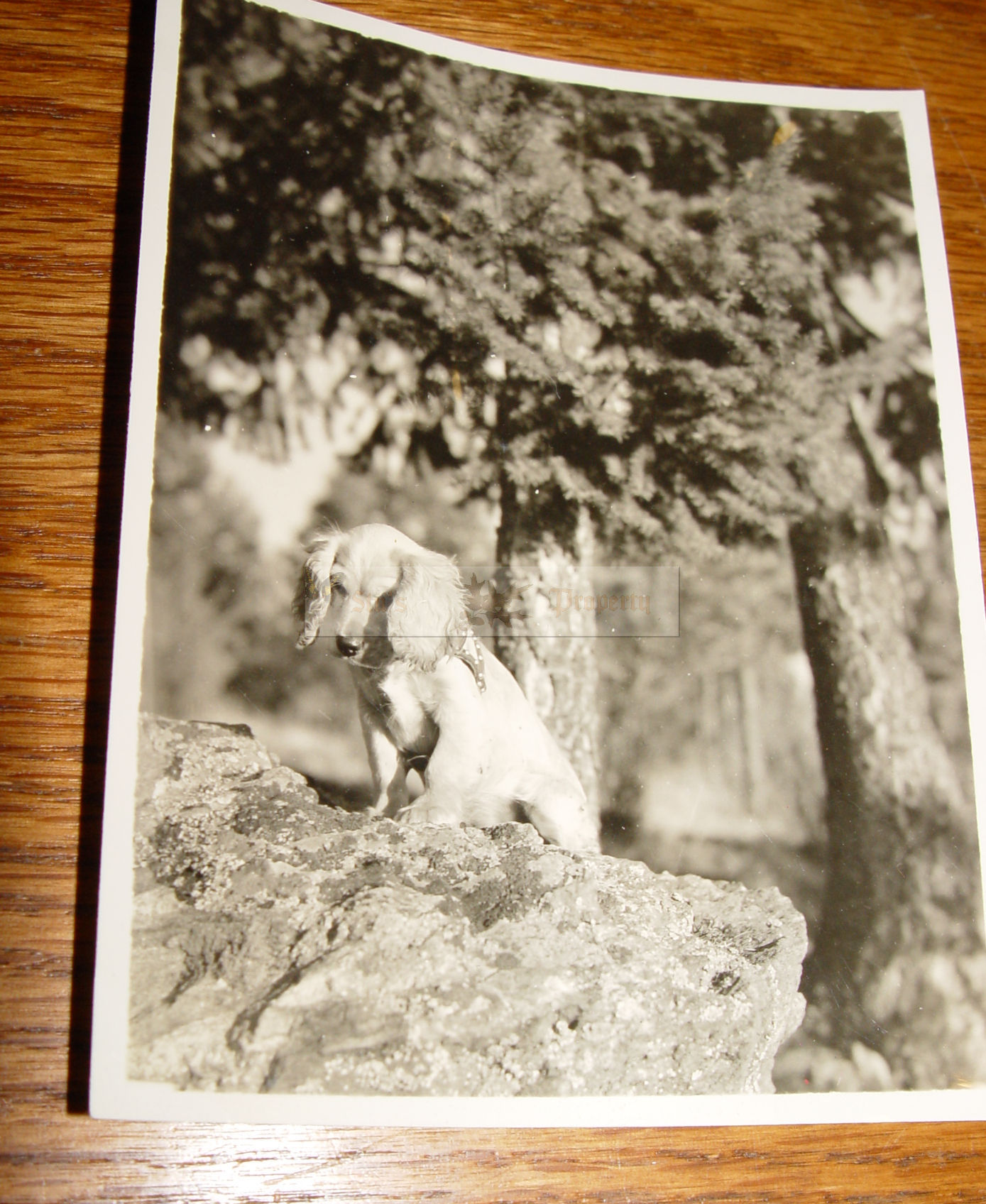 Labrador Retriever Puppy
                                        Dog Vintage Snapshot Photograph