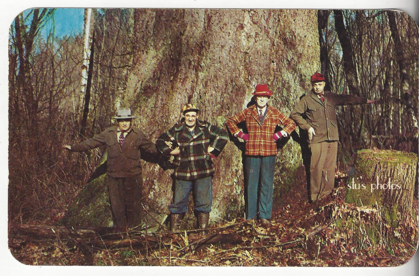 Kodachrome
                                                Logging Postcard 'Giant
                                                of the forest' Oregon
                                                & Washington