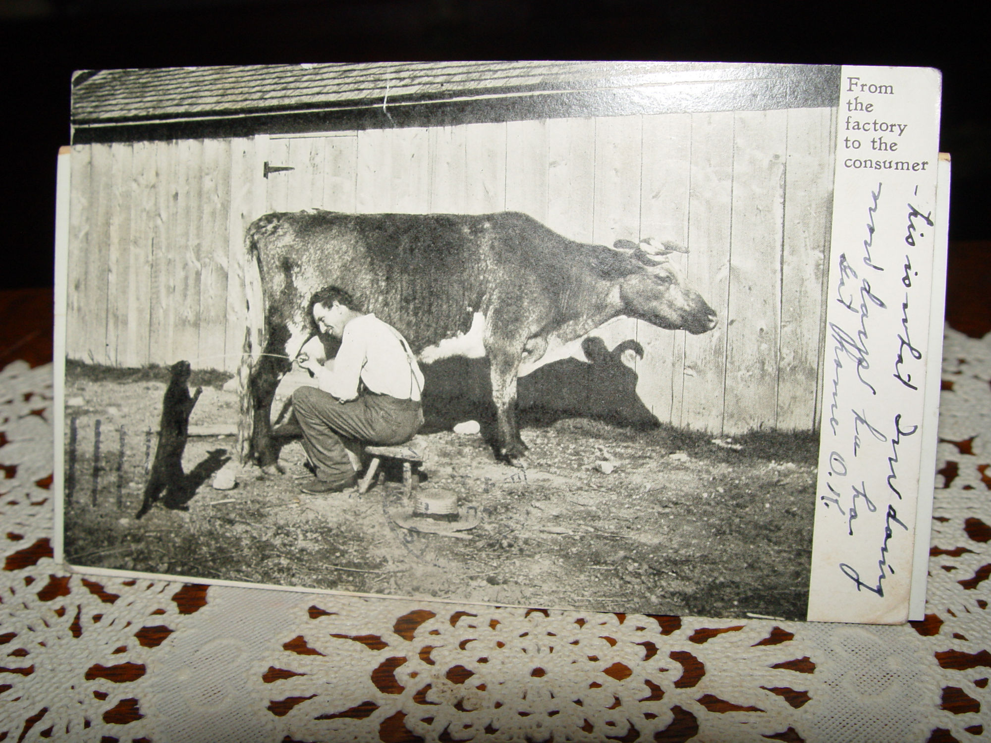 1907 PC 'From
                                                the Factory to the
                                                Consumer' Farm Life Cow,
                                                Cat Milk